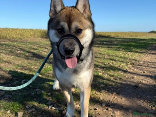 Huskita dogs - Advert 1