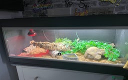 Leopard Gecko reptiles for sale: Gorgeous Leopard Gecko with complete setup  - Image 6