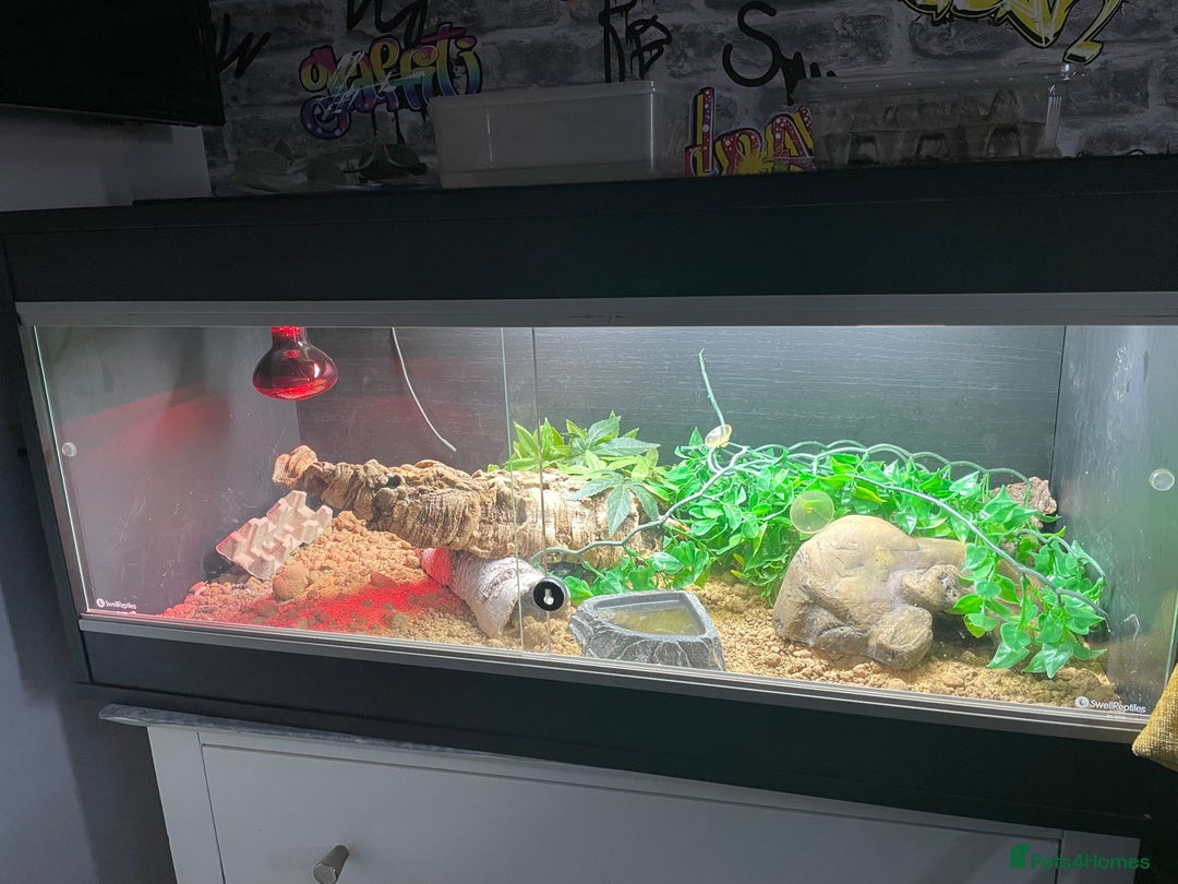 Leopard Gecko reptiles for sale: Gorgeous Leopard Gecko with complete setup  - Image 6