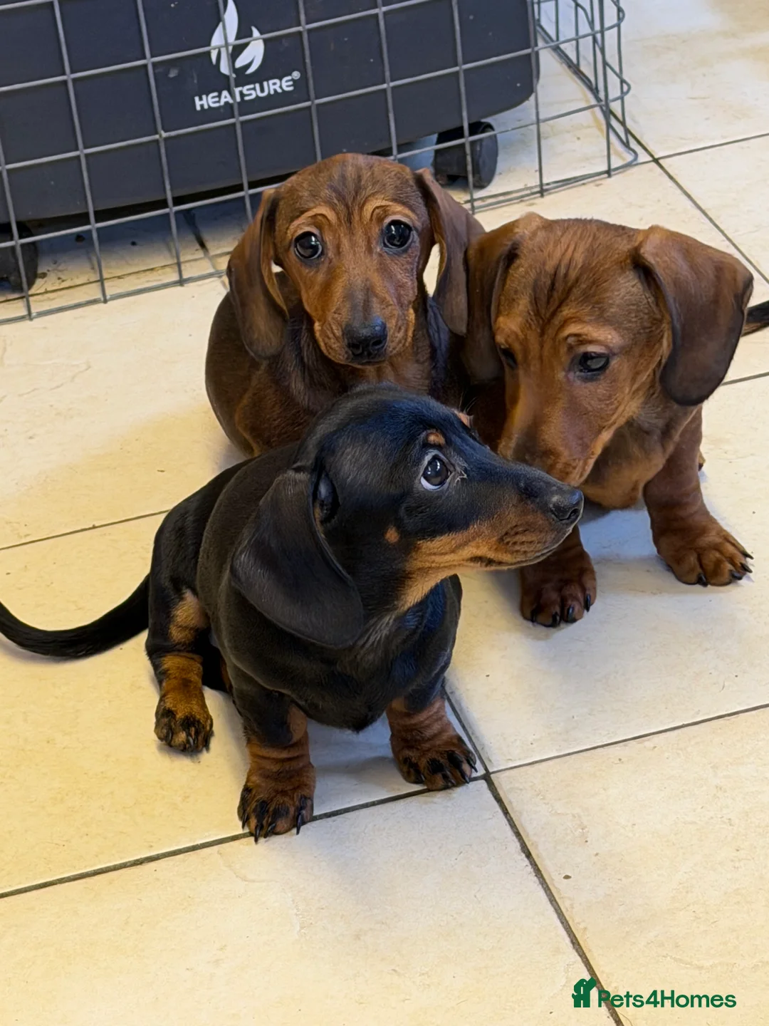 Miniature Dachshund dogs for sale: Beautiful mini dachshund puppy's now available  - Advert 6