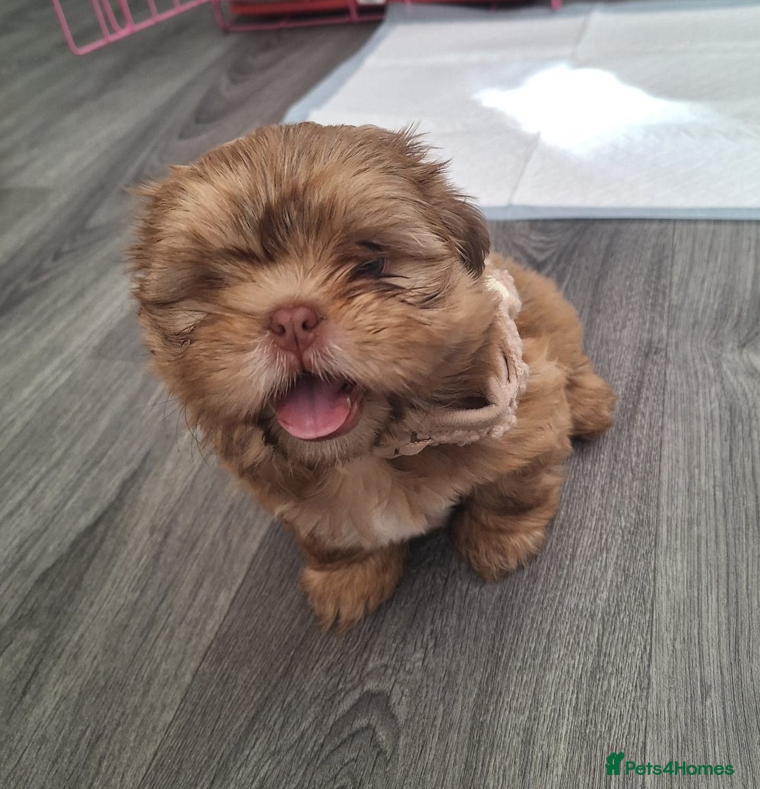 Shih Tzu dogs for sale: Tiny Shih Tzu Girl - Image 2