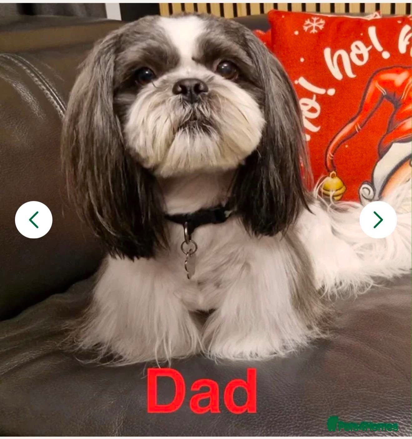 Shih Tzu dogs 💕 Tiny Paws Big Hearts Beautiful Shih Tzu Pups 💕 - Advert 2