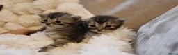 Mixed Breed cats for sale: Adorable mixed kittens for sale - Advert 8
