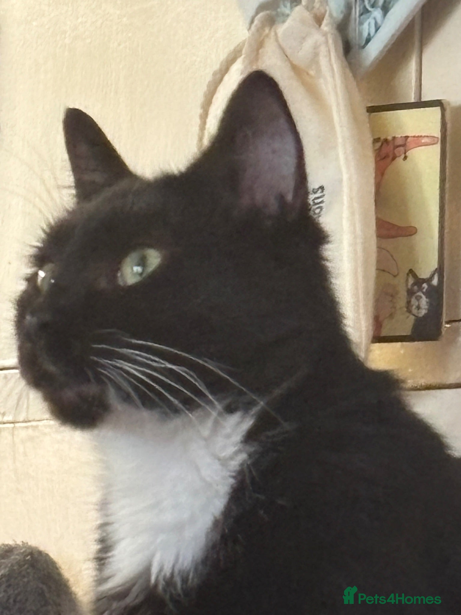 Mixed Breed cats Loving 4yr old wanting an indoor home - Advert 1