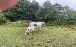 Irish Cob horses for sale: Traditional Cob & Filly Foal at Foot - Image 6