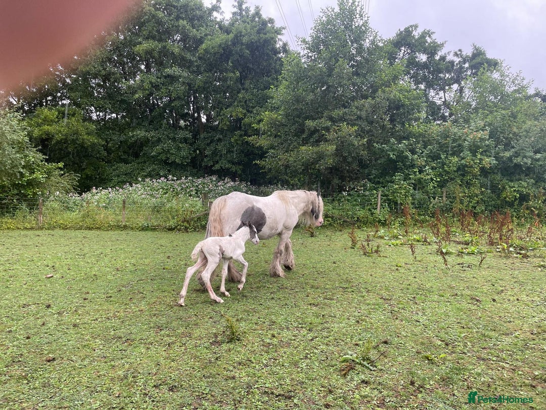 Irish Cob horses for sale: Traditional Cob & Filly Foal at Foot - Image 6