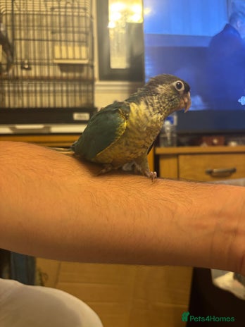 Conures birds - Advert 3