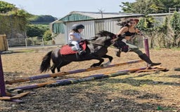 Welsh Section A horses for sale: Super child’s pony  - Image 25