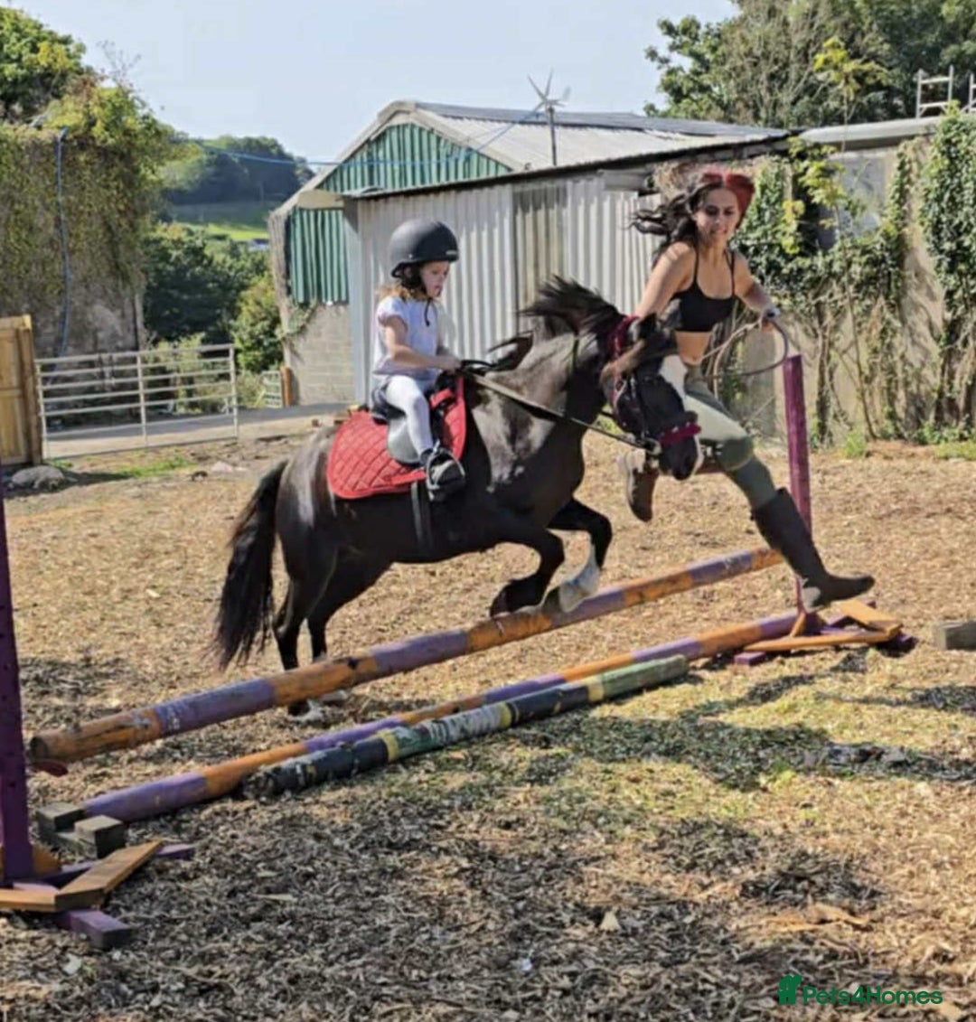 Welsh Section A horses for sale: Super child’s pony  - Image 25