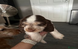 Cocker Spaniel dogs for sale: Chocolate Roan & Tan Cocker Spaniel Girl - Image 22