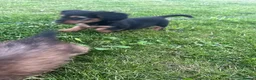 Dachshund dogs for sale: KC REG long haired miniature dachshund - Advert 21