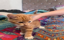Mixed Breed cats for sale: Kittens  - Image 6