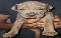 Mixed Breed dogs for sale: Top level Crossbreed pups - Image 12