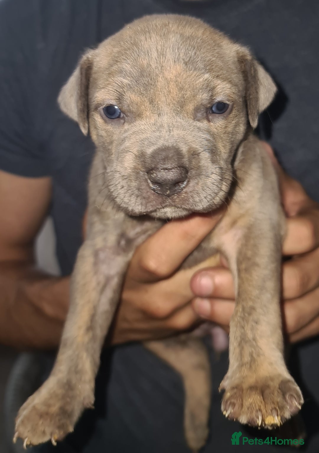 Mixed Breed dogs for sale: Top level Crossbreed pups - Image 12