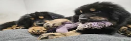 Tibetan Mastiff dogs for sale: Tibetan Mastiff Puppies - Advert 10