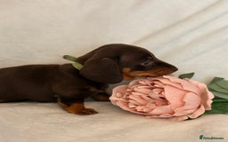 Miniature Dachshund dogs for sale: Stunning miniature dachshunds - tiny parents  - Image 26