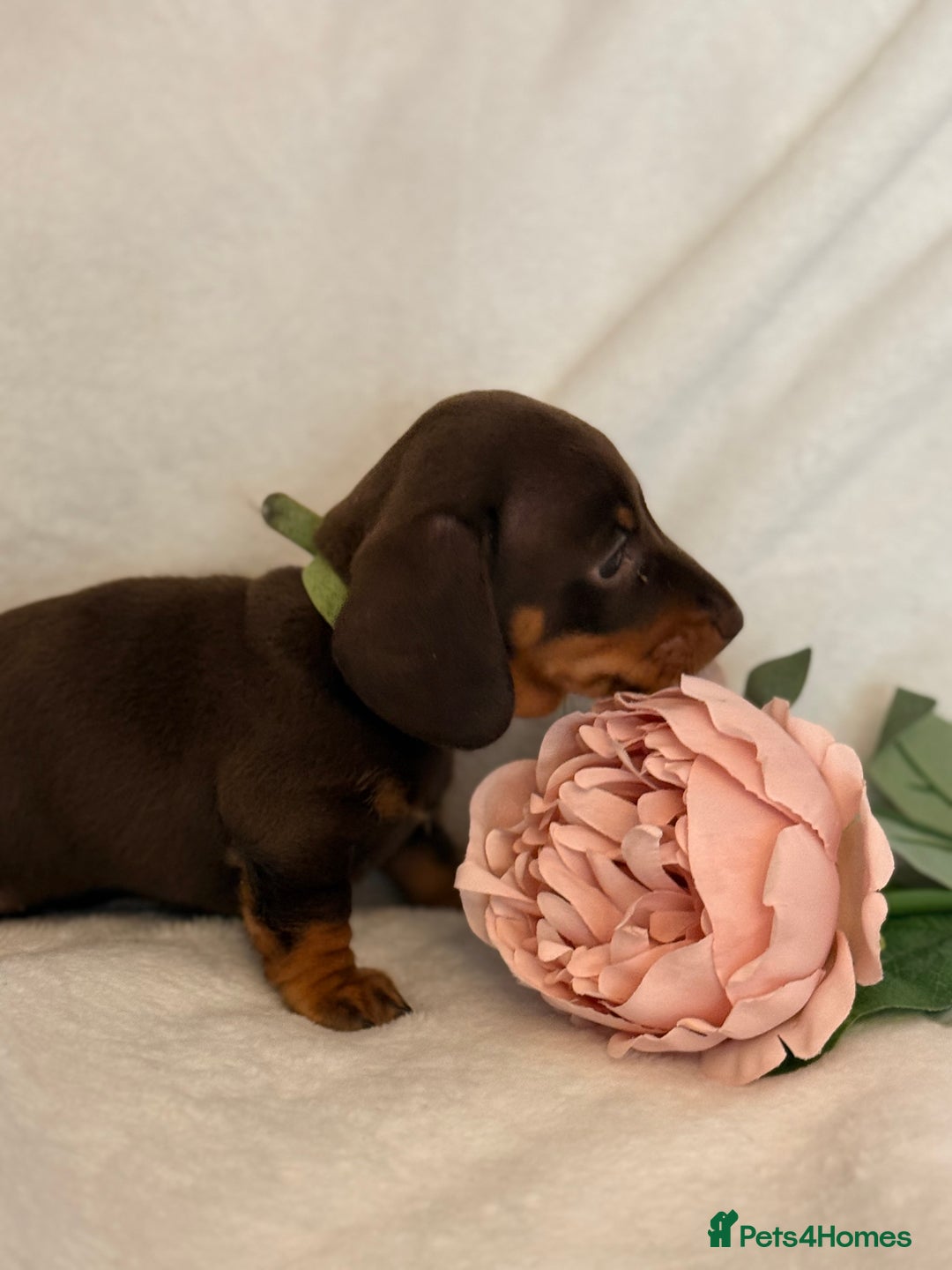 Miniature Dachshund dogs for sale: Stunning miniature dachshunds - tiny parents  - Image 26