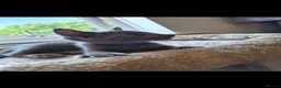 Russian Blue cats for sale: Rusian blue in Spalding - Advert 5