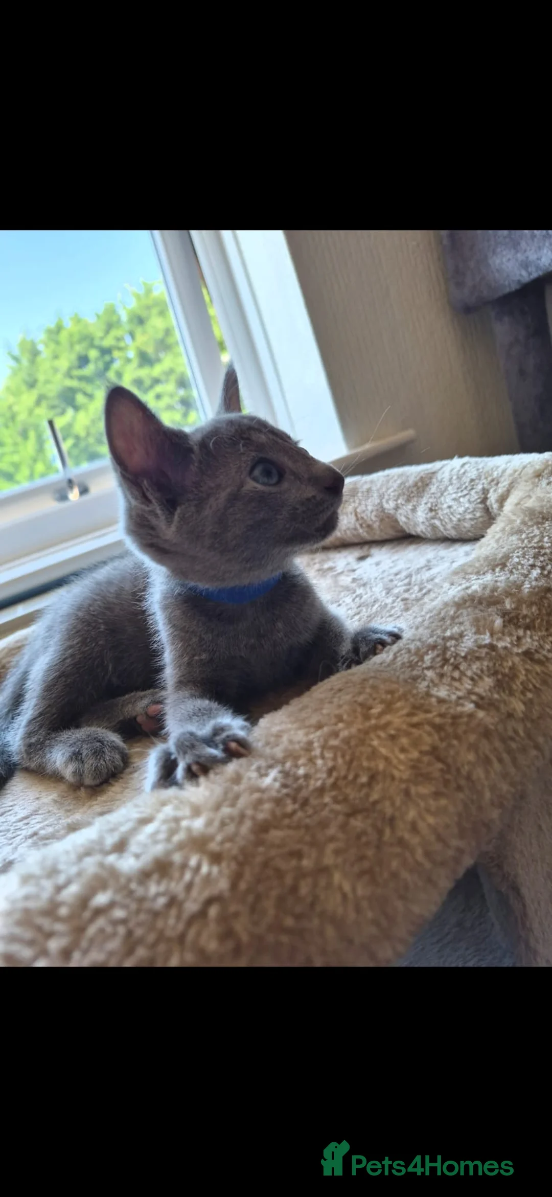 Russian Blue cats for sale: Rusian blue in Spalding - Advert 5