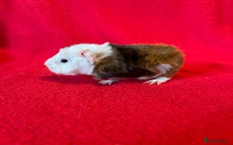 Guinea Pig rodents for sale: Mixed guinea pigs for sale  - Image 4
