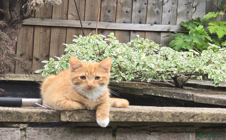Mixed Breed cats - Advert 13