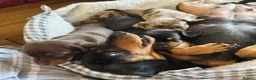 Miniature Dachshund dogs for sale: Beautiful Miniature Dachshund Puppies in Southampton - Advert 2