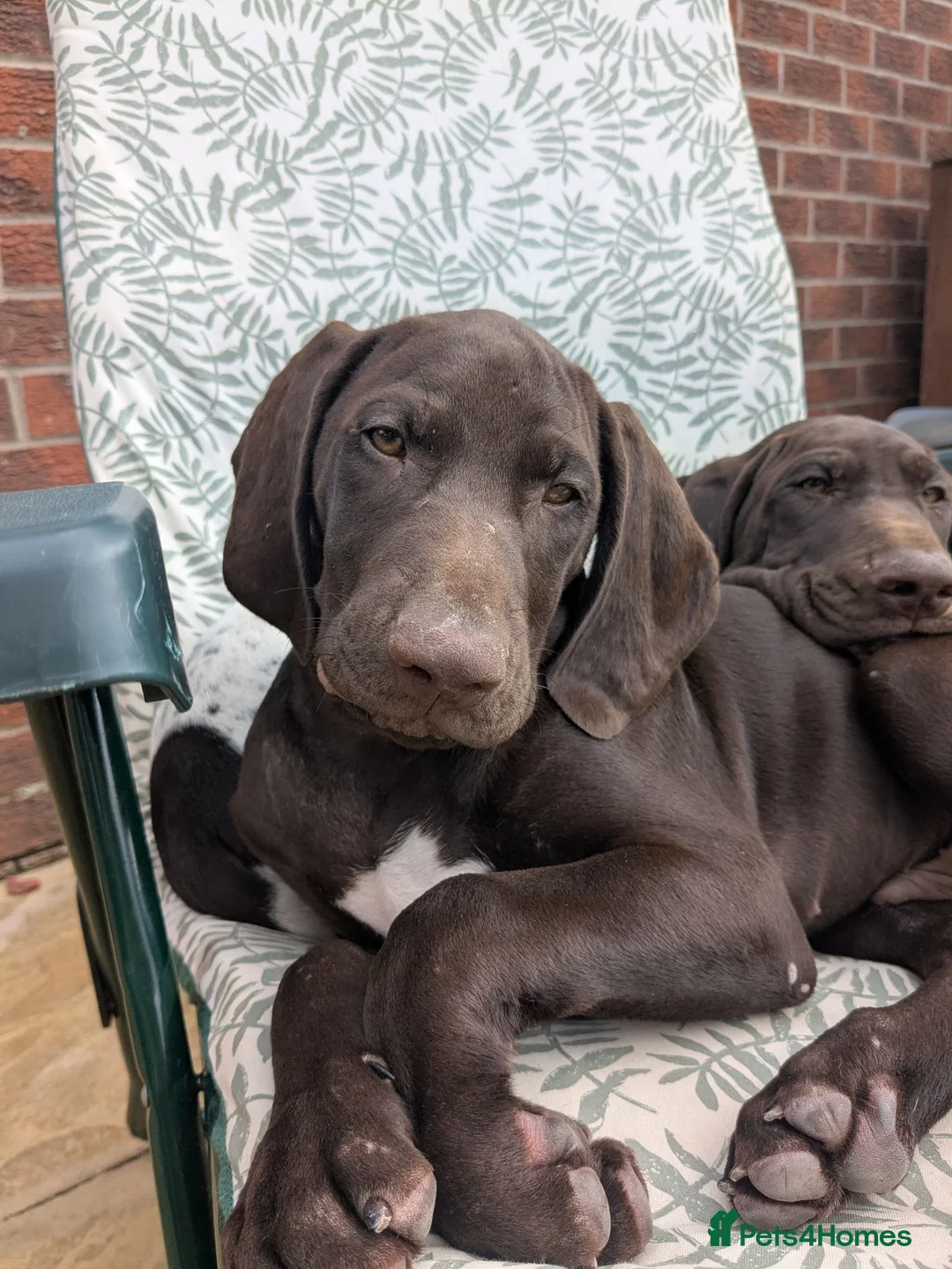 German Shorthaired Pointer dogs for sale: Beautiful German short haired pointer puppy's  - Advert 2