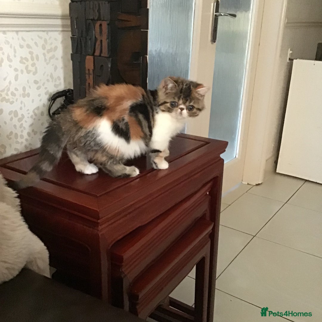 Exotic cats for sale: Beautiful exotic shorthair  - Image 8
