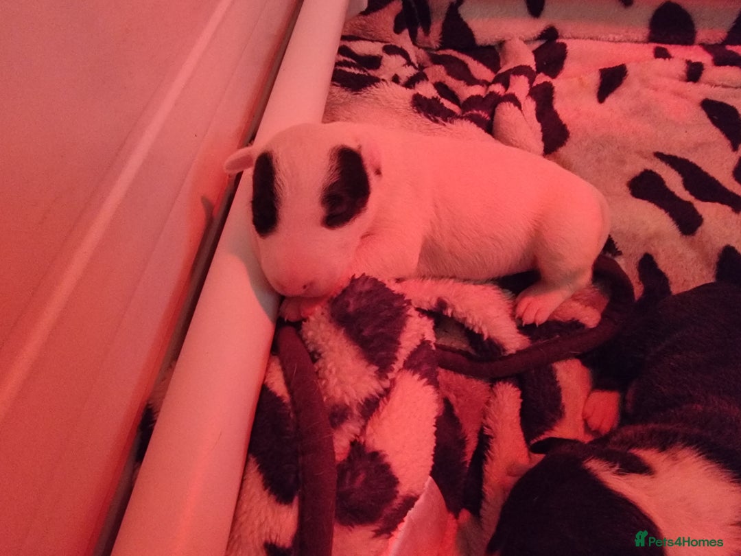 Bull Terrier dogs for sale: Bullterrier pups  - Image 12