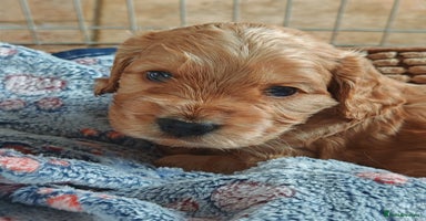 Cocker Spaniel dogs - Advert 10