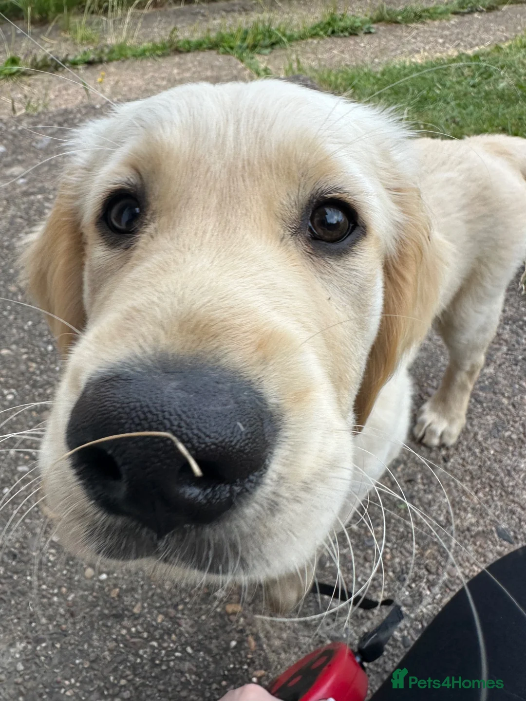 Golden Retriever dogs for sale: 11 Weeks Old Golden Retriever Boy - Advert 1