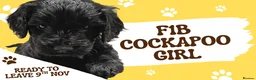 Cockapoo dogs for sale: Girl F1B Cockapoo Puppy - Advert 1