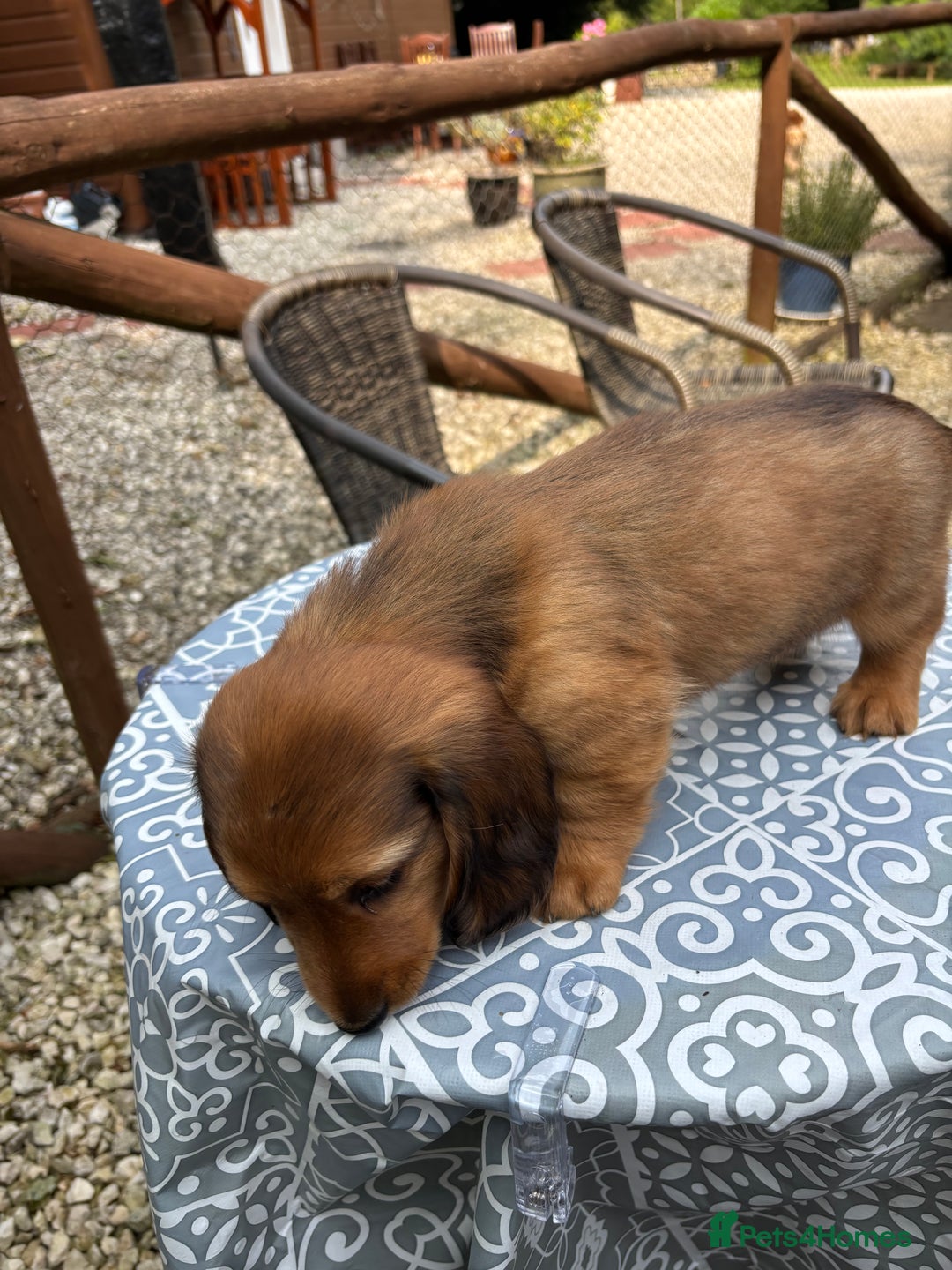Dachshund dogs for sale: Long haired miniature dachshunds - Image 5