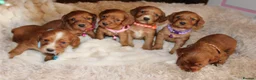 Cocker Spaniel dogs for sale: Beautiful Cocker spaniel  - Advert 3