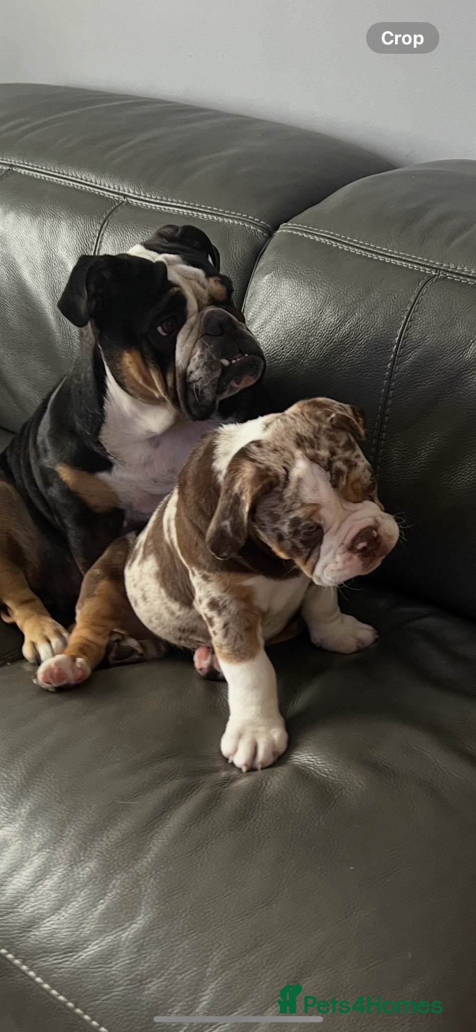 Mixed Breed dogs 12 week old, olde double bully male pup  - Advert 1