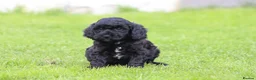 Cavapoo dogs for sale: Beautiful cavapoo puppies for sale  - Advert 5