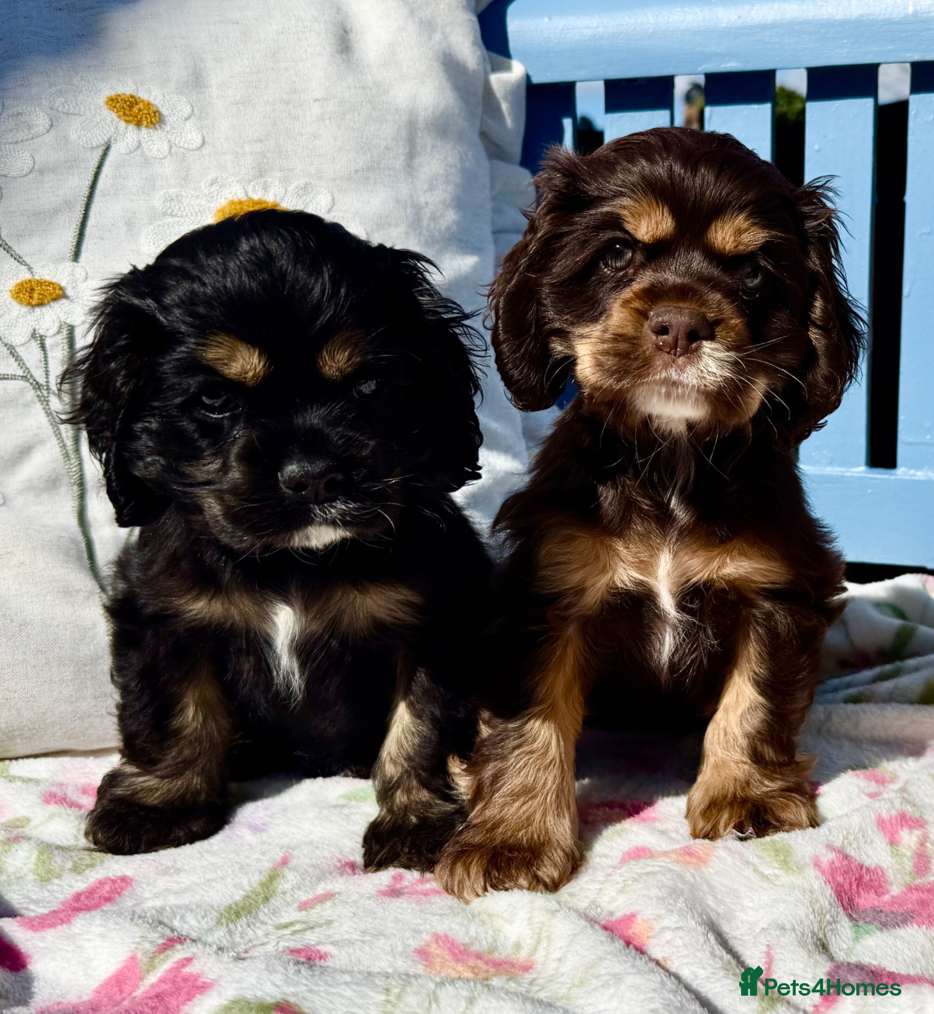American Cocker Spaniel dogs KC reg. pure American Cocker Spaniel puppies  - Advert 2