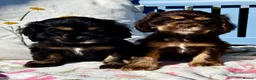 American Cocker Spaniel dogs for sale: KC reg. pure American Cocker Spaniel puppies  - Advert 14
