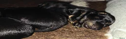 Miniature Dachshund dogs for sale: Stunning Longhaired Mini Dachshund Boys.  - Advert 18