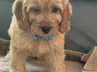 Cockapoo dogs OUTSTANDINGADORABLE F1 SHOW TYPE COCKAPOO - Advert 18
