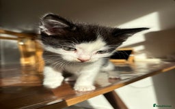 Mixed Breed cats for sale: 5 Beautiful Kittens looking for forever home 💕 - Image 8
