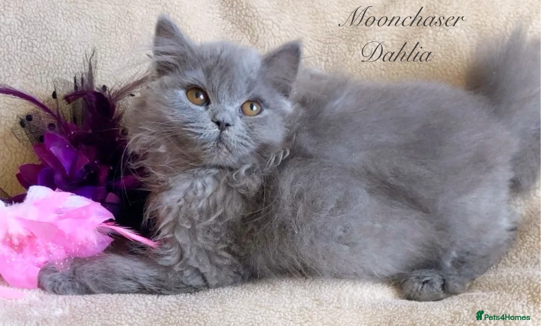 British Longhair cats for sale: Lovely Blue British Longhair girl - Registered - Advert 1