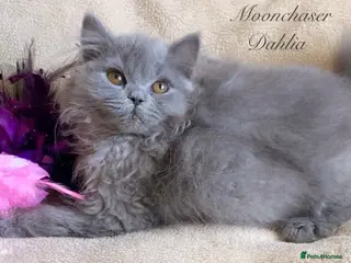 British Longhair cats Lovely Blue British Longhair girl - Registered - Advert 11