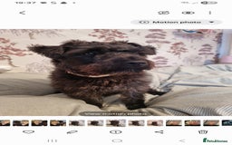 Patterdale Terrier dogs for sale: Patterdale puppies. - Advert 2