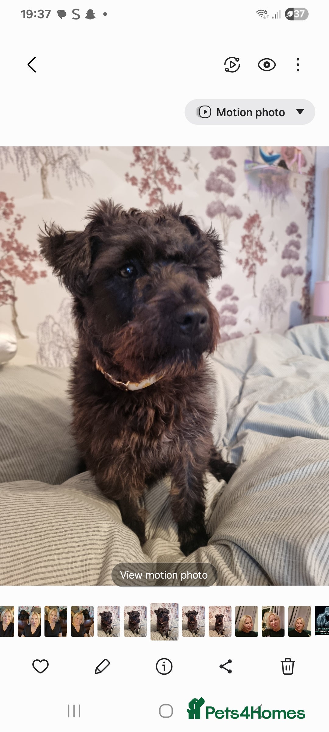 Patterdale Terrier dogs for sale: Patterdale puppies. - Advert 2