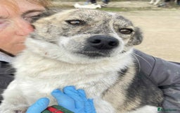 Mixed Breed dogs for adoption: Misty - Norwich Norfolk  - Advert 1