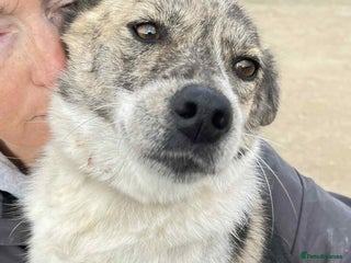 Mixed Breed dogs Misty - Norwich Norfolk - Advert 1