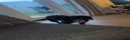 Sprocker dogs for sale: 7 month old sprocker in Manchester - Advert 2