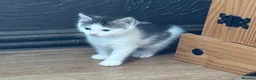 Mixed Breed cats for sale: Half ragdoll, mixed breed kitten - Advert 7