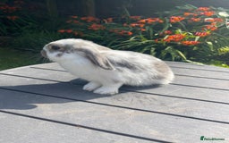Mini Lop rabbits for sale: Beautiful Mini Lop Bunnies - Image 9